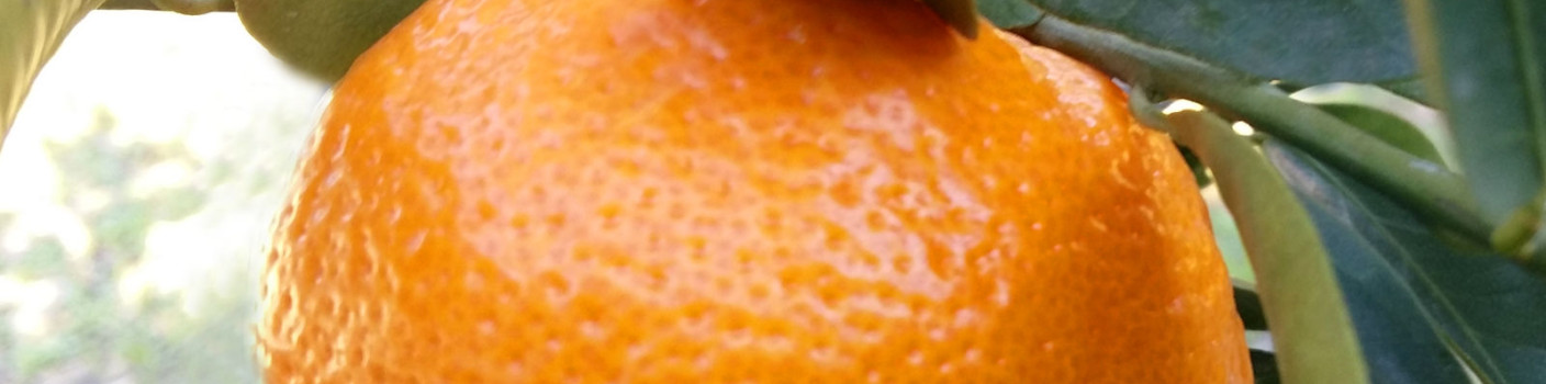 Chios Mandarin: A Fragrant Gift from Nature