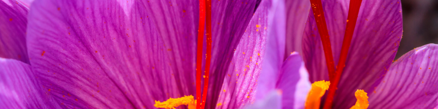 Kozani Saffron: The red gold of Greek soil