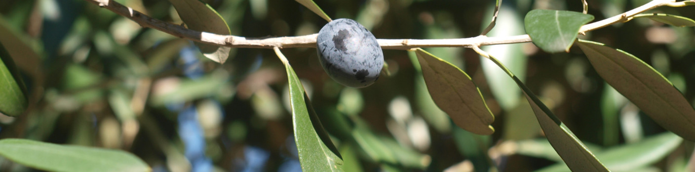 Olive tree, the precious gift of nature