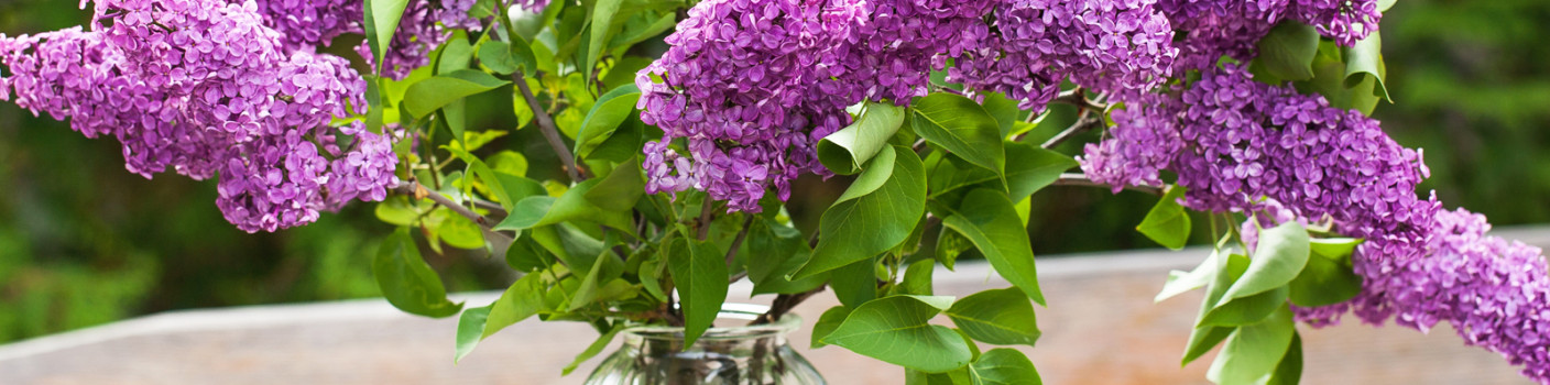 Pashalia: Nature\'s Finest Attire Welcoming Easter